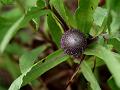 Ceylon Globe Thistle